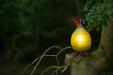oo_fat-gonzo_light-object_lime-green_gk_BorOut160703-7275