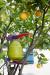 oo_gonzo_outdoor-object_lime-green_aldenbiesen_mj_MG_1186