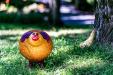 oo_pig_light-object_amber_GK_DSC04348_korrBB
