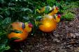 oo_pig_light-objects_amber_flamingo-gardens