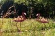 oo_flamingo_outdoor-sculpture_rose_GK-A7R01887_final