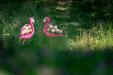 oo_flamingo_outdoor-sculpture_rose_GK-A7R02420_wmh