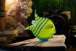sl_angelfish_object_lime-green_ao_-103-700x471