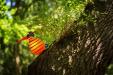 oo_fat-gonzo_orange-with-stripes_summerevent_BorOut160703-7318