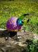 oo_herkules-bug_light-object_purple_MB-8089_2-700x933